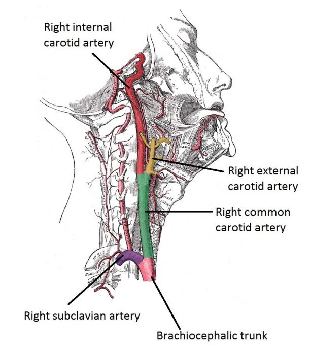 diagram of neck arteries